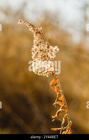 Verge d'or séchée avec un fond bokeh doux Banque D'Images