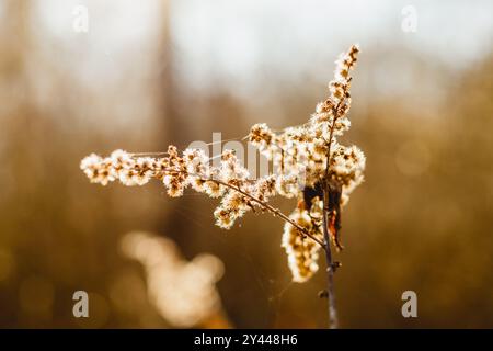 Verge d'or séchée avec un fond bokeh doux Banque D'Images