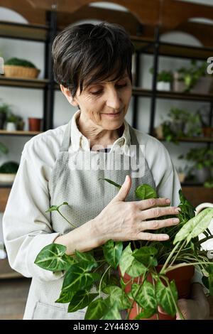 Un jardinier tend amoureusement à ses plantes d'intérieur prospères avec soin. Banque D'Images