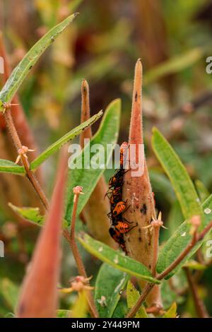 gousses d'aspersion avec insectes au repos Banque D'Images