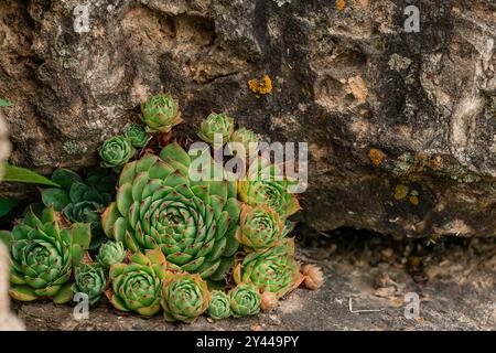 succulents poussant sur le flanc des rochers Banque D'Images