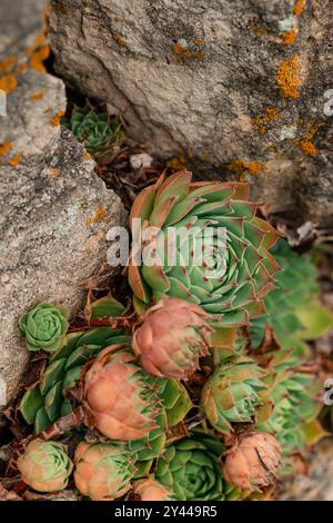 succulents sur le côté des rochers Banque D'Images