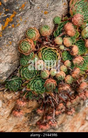 plante succulente sur le côté des rochers Banque D'Images