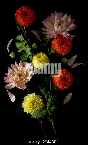 arrangement frappant de dahlias colorés, y compris des teintes rose, jaune et orange, sur un fond noir foncé. Les couleurs vives et naturelles f Banque D'Images