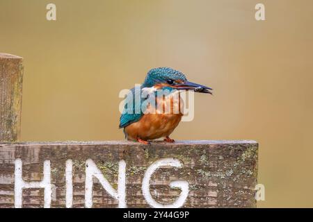 Vue de côté d'un oiseau kingfisher perché au sommet d'un bâton avec un fond vierge Banque D'Images