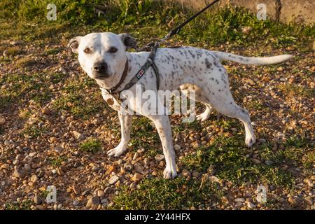 Angleterre, Kent, Whitstable, Tankerton, Cute Dog on Lead Banque D'Images