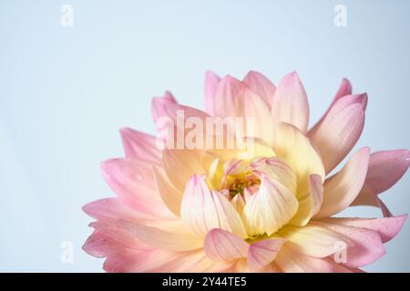 Un gros plan délicat d'une fleur de dahlia rose avec des pétales doux et de subtiles gouttelettes d'eau. Le fond clair accentue les teintes douces de la fleur et Banque D'Images