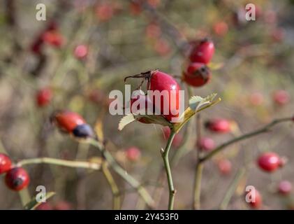 Détail de la hanche rose sauvage en automne, ramsta, suède Banque D'Images