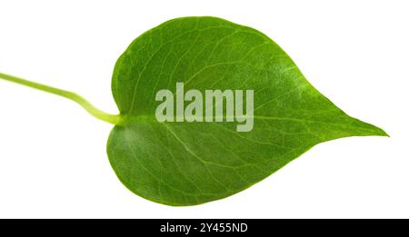 Feuille de Monstera deliciosa isolée sur blanc Banque D'Images