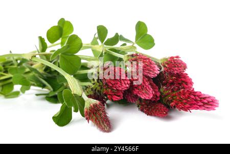 Fleurs de trèfle cramoisi isolées sur fond blanc Banque D'Images