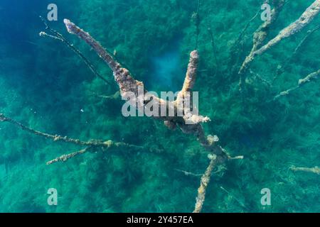 Photo sous-marine d'un arbre mort au fond de la carrière de Rummu. Gros plan. Banque D'Images