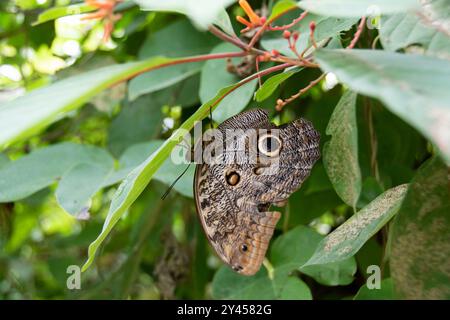 Butterfly Brown Owl avec un pot à paupières clair sur les ailes s'accroche au dessous d'une feuille à la Tropical Butterfly House, Royaume-Uni Banque D'Images