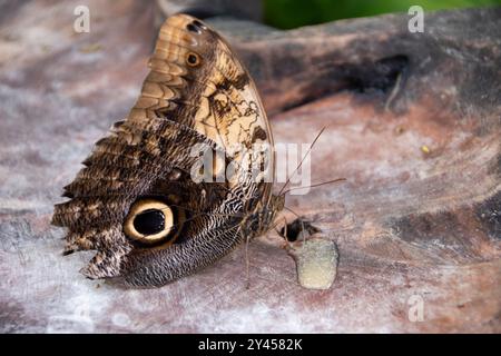 Papillon hibou à front jaune avec pot à paupières clair sur l'aile à la Maison tropicale des papillons, Royaume-Uni Banque D'Images