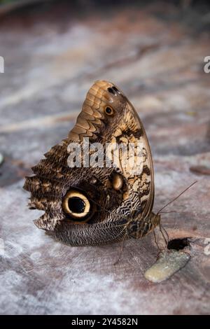 Papillon hibou à front jaune avec pot à paupières clair sur l'aile à la Maison tropicale des papillons, Royaume-Uni Banque D'Images