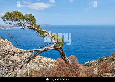 Majestueux Conifer perché sur Cliff Edge surplombant la baie méditerranéenne immaculée avec Golden Beach et Azure Waters. Paysage côtier : Lone Pine Tree Banque D'Images