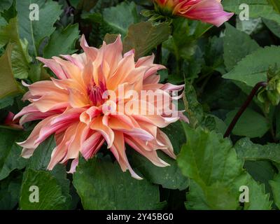 Fleur de dahlia 'labyrinthe' gros plan sur un fond de feuillage vert dahlia montrant ses volants bicolores rose et pétales de corail Banque D'Images