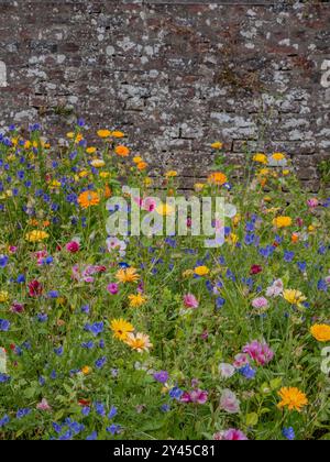 Fleurs sauvages indigènes colorées contre un mur de pierre traditionnel dans un jardin en Écosse, avec espace pour la copie Banque D'Images