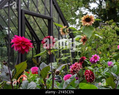 Un dahlia de fin d'été / début d'automne et lit de jardin de tournesol devant une serre traditionnelle montrant des fleurs colorées de bijoux pour la coupe Banque D'Images