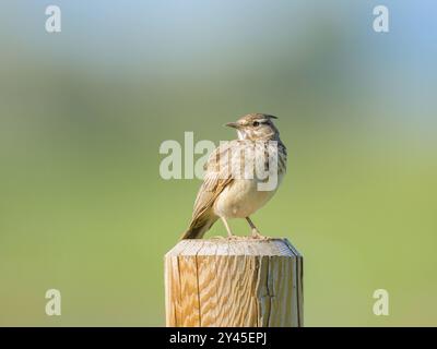 Un Crested Lark debout sur un poteau en bois, journée ensoleillée au printemps, Autriche Illmitz Autriche Banque D'Images