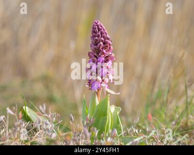 Une orchidée géante Himantoglossum robertianum fleurissant dans un pré, journée ensoleillée au printemps, Camargue France les Saintes-Maries-de-la-mer France Banque D'Images