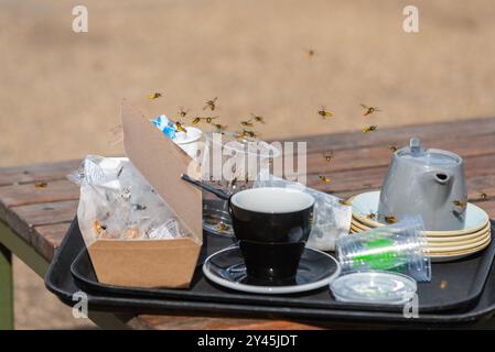 Guêpes attirées par les restes d'un repas extérieur fini sur une table de parc. Gobelets et assiettes à boire Banque D'Images