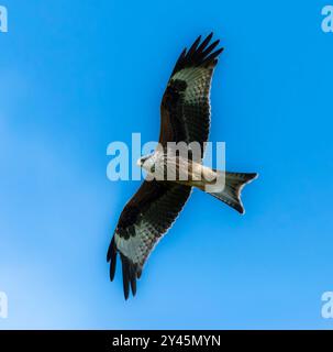 Gros plan de cerf-volant rouge Banque D'Images