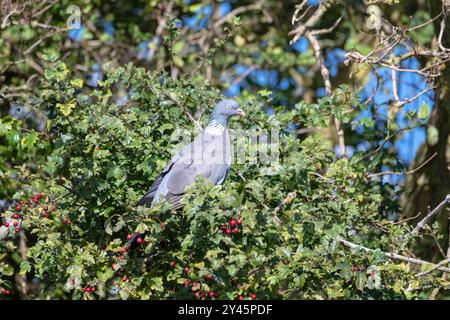 Pigeon des bois (Columba palumbus) perché dans un aubépine en automne Banque D'Images