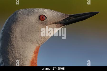 Plongeur à gorge rouge, huard à gorge rouge, portrait, gros plan, Islande, soirée d'été Banque D'Images