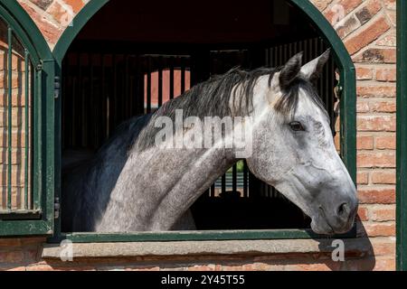 Curieux cheval gris regarde par une porte stable dans la campagne paisible, capturant l'essence de la vie agricole Banque D'Images