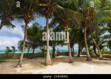 Paysage tropical de jardin côtier avec des cocotiers dans un jardin par une journée ensoleillée. Île de Mahé, Seychelles Banque D'Images