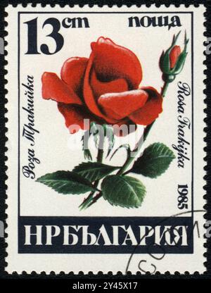 Un timbre-poste imprimé en BULGARIE montre une rose rouge Frakijka isolée sur fond blanc, de la série, impression raster, 1985 Banque D'Images