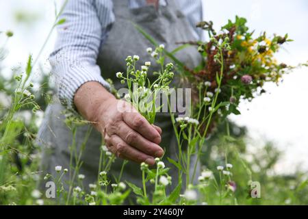 Femme senior cueillant des herbes pour la teinture dans la prairie, gros plan Banque D'Images