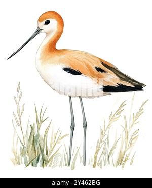 Peinture à l'aquarelle. Un superbe Avocet américain se dresse gracieusement au milieu des herbes luxuriantes. Banque D'Images