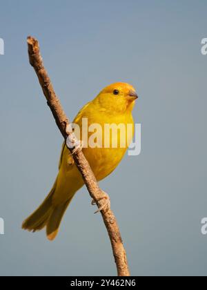 Finch Sicalis flaveola Atlantic Forest, Brésil BI041619 Banque D'Images