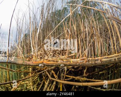 Blässhuhn (Fulica atra) in einem Nest gebaut im Schilfgürtel im Uferbereich eines See, Coot dans un nid construit dans la ceinture de roseaux dans la zone côtière de a la Banque D'Images