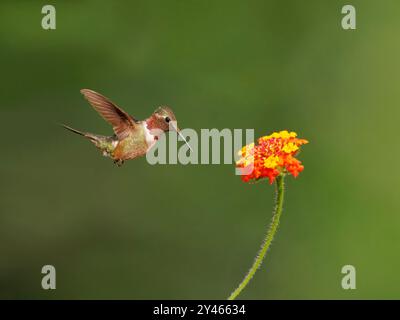 Améthyste Woodstar mâle à la fleur Calliphlox amethystina Forêt Atlantique, Brésil BI041810 Banque D'Images