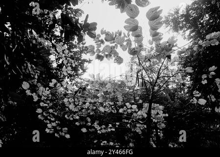 Feuilles lumineuses rétroéclairées contre le ciel sans nuages, image de la nature en noir et blanc, Howrah, Bengale occidental, Inde. Banque D'Images