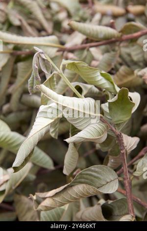 gros plan sur le séchage des feuilles de goyave après la taille des branches dans le jardin, les feuilles en décomposition pour la fabrication d'engrais organique ou de compost Banque D'Images