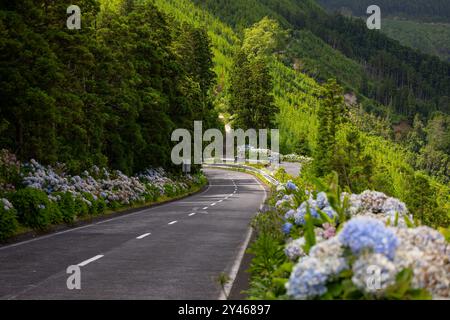 Route avec des fleurs à Sete Cidade. Île de Sao Miguel, Açores, Portugal Banque D'Images