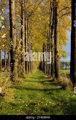 Sentier bordé d'arbres de feuilles d'automne de couleur jaune en Hollande. Banque D'Images