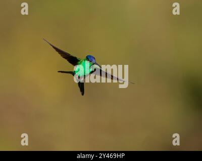 Woodnymphe à coiffe violette en vol Thalurania glaucopis Atlantic Forest, Brésil BI041950 Banque D'Images