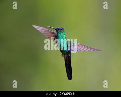Woodnymphe à coiffe violette en vol Thalurania glaucopis Atlantic Forest, Brésil BI041954 Banque D'Images