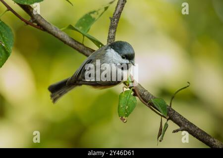 Un Carolina Chickadee se perche sur une petite branche entourée de feuilles vertes et de bokeh boisés. Banque D'Images