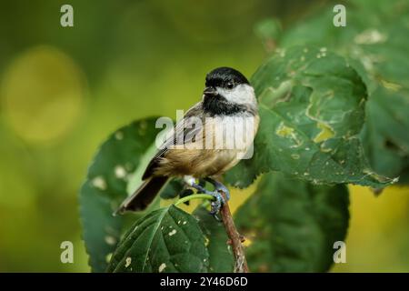 Un Carolina Chickadee se perche sur une petite branche entourée de feuilles vertes et de bokeh boisés. Banque D'Images