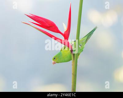 Perruche plaine sur fleur d'Heliconia Brotogeris tirica Forêt Atlantique, Brésil BI042121 Banque D'Images