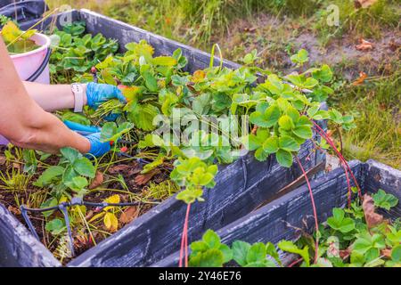 Mains de femme élaguant les coureurs de fraises avec des cisailles de jardin sur le lit surélevé, plaçant les déchets dans un seau en plastique pendant la préparation de l'automne pour l'hiver. Banque D'Images