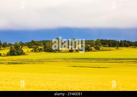 Paysage de campagne pittoresque avec des champs jaunes et des arbres verts capturés à partir d'une voiture en mouvement. Suède. Banque D'Images