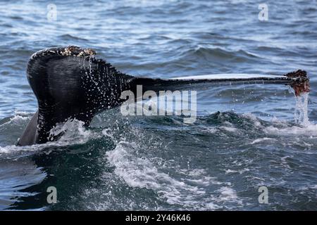 Une baleine à bosse montre son impressionnant fluke juste avant de plonger dans l'océan. Banque D'Images