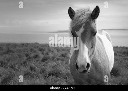 Une image en noir et blanc d'un cheval islandais regardant calmement la caméra. Banque D'Images