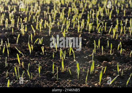 ALLEMAGNE, champ avec de jeunes plantes avec rosée matinale Banque D'Images